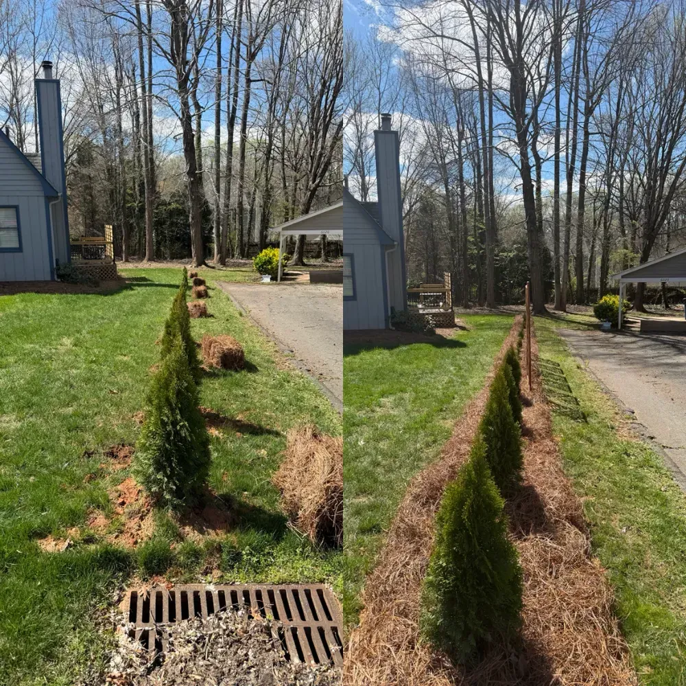 Two small evergreens beside a driveway leading to a house, with a grassy yard and wooded background.