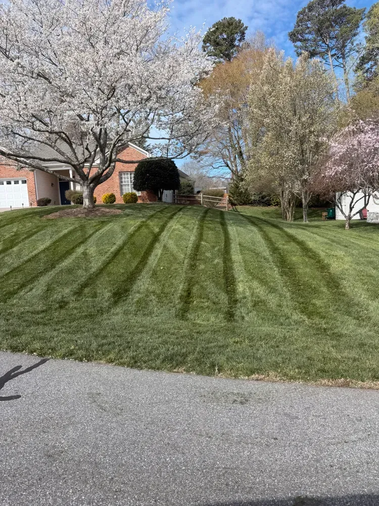 Suburban front yard with striped green lawn and blossoming trees beside a house