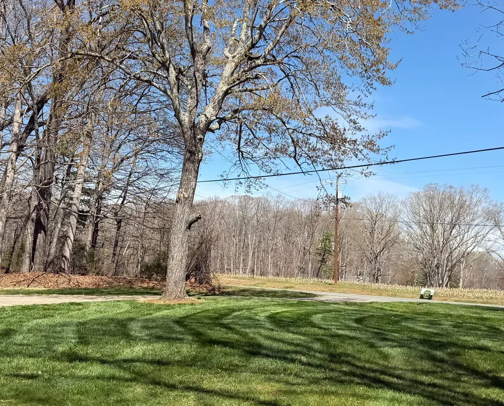 Leafless trees beside a green lawn under a clear blue sky on a sunny day