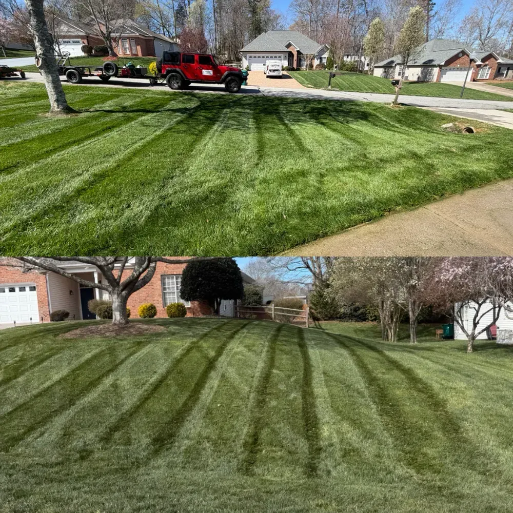 Freshly mowed green lawn with alternating stripes in a suburban neighborhood, viewed from the street.