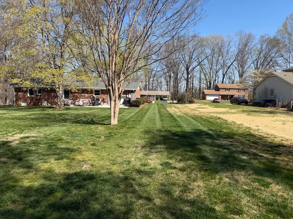 Wide grassy yard with leafless trees and houses under a clear blue sky