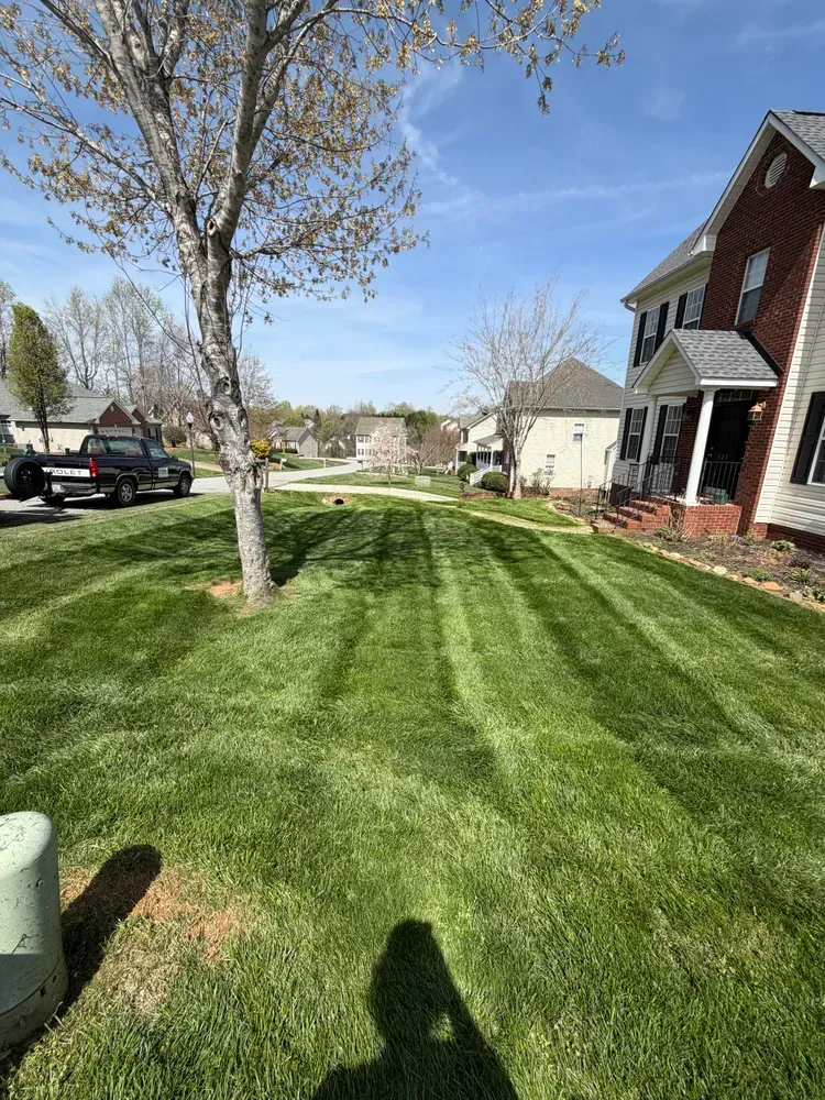 Suburban front lawn with freshly mowed grass, a tree, and a house on a sunny day
