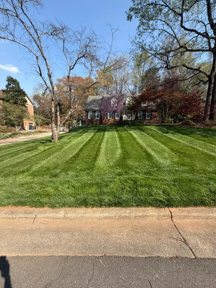 Suburban house behind a striped green lawn with leafless trees under a clear blue sky