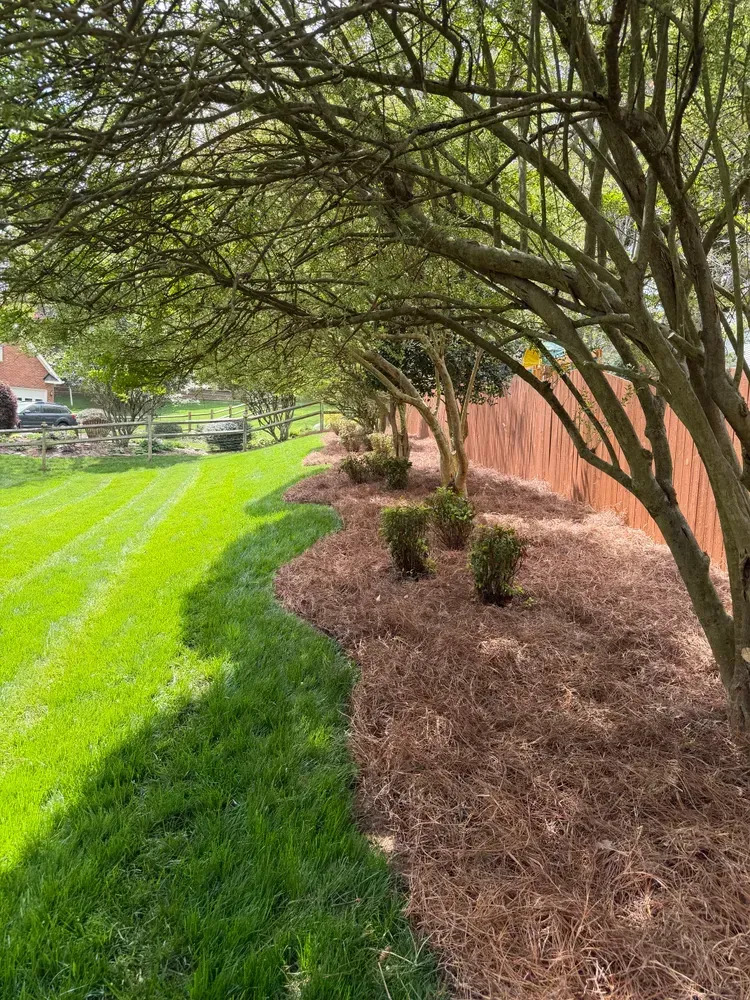 Curved row of small trees and shrubs beside a brick wall, with green lawn and mulch under dappled shade.