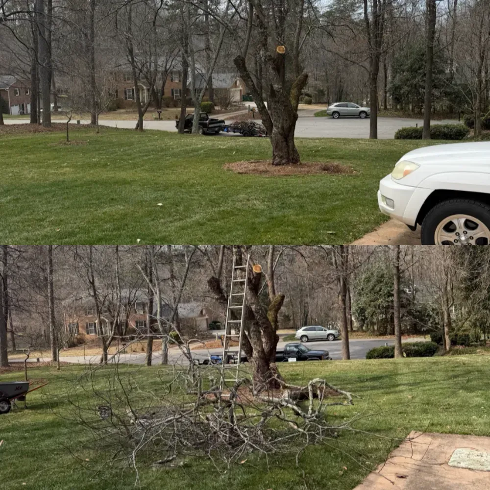 Front and back yard views with a large tree and cut branches, cars on the street, and a white SUV at right