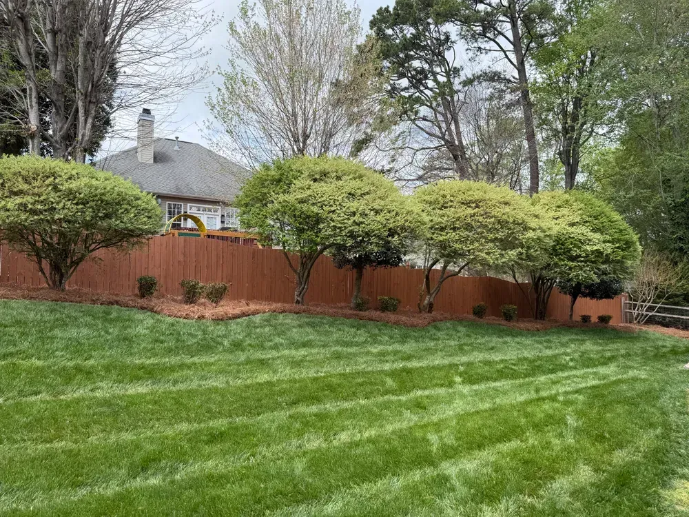 Backyard lawn with striped grass, red fence, trimmed shrubs, and a house under trees