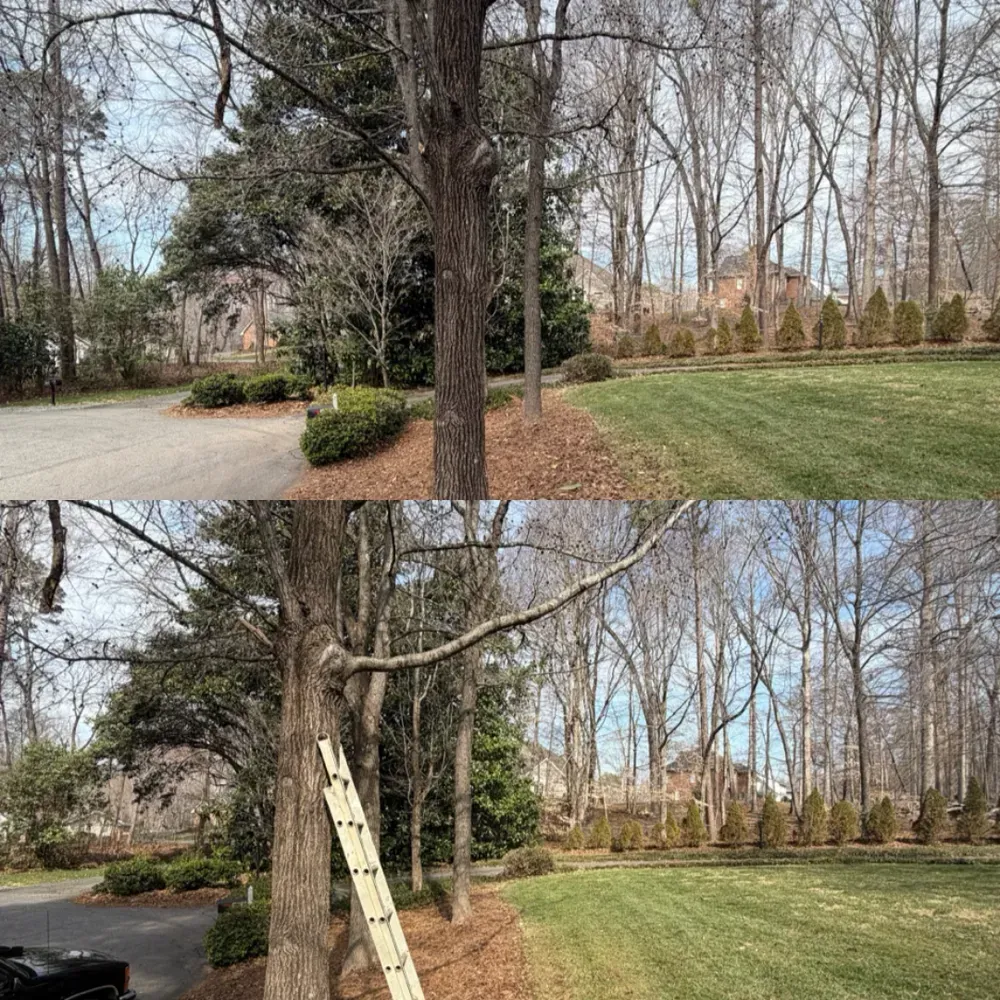 Two views of a yard with a large tree, lawn, gravel driveway, and a ladder leaning against the trunk