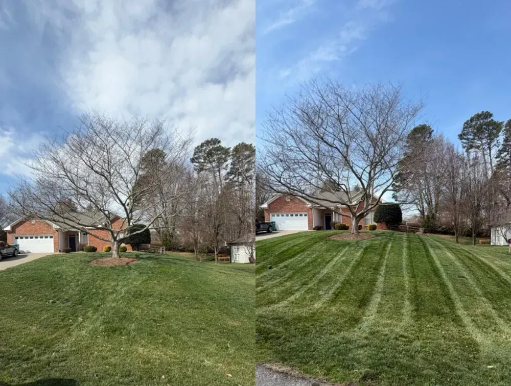 Grassy suburban lawn with striped mowing lines, leafless trees, and brick houses under a blue sky