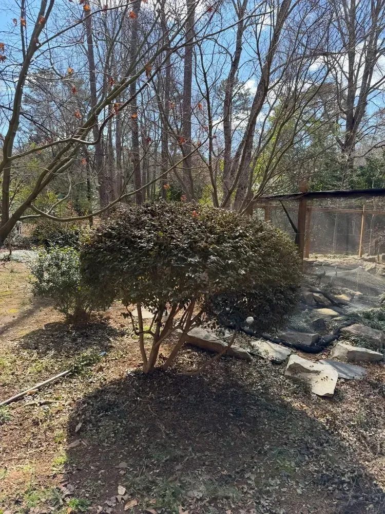 Backyard with trimmed shrubs, bare trees, and a rock-lined garden bed in sunlight