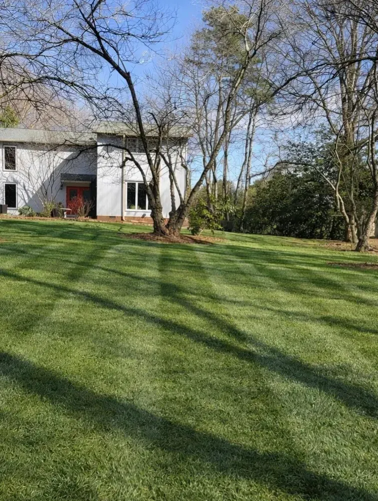 Sunny backyard with a mowed green lawn, leafless trees, and a white house in the background