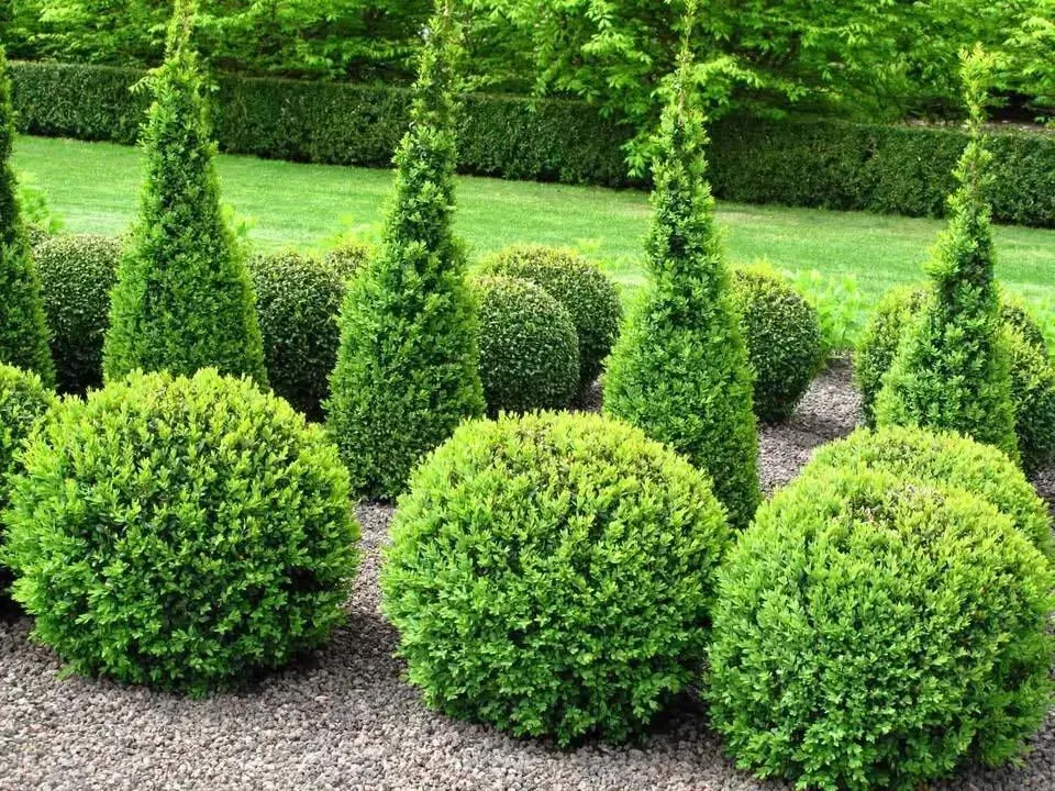 Neatly trimmed green shrubs and conical topiary in a landscaped garden with a grassy hedge backdrop
