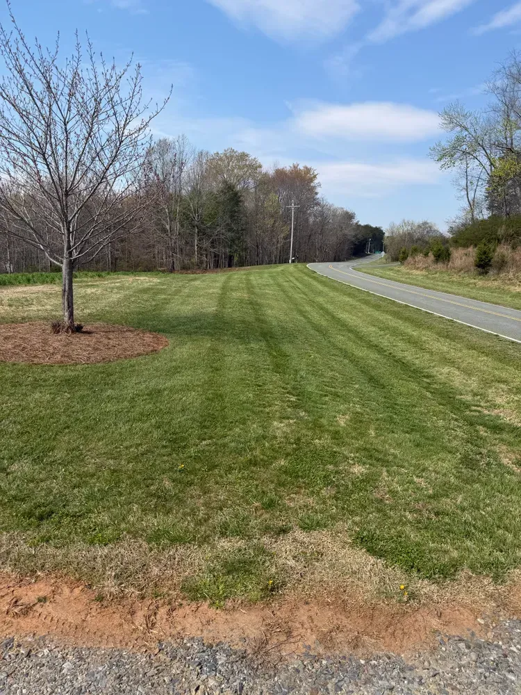Grassy roadside with a young tree, a paved path, and leafless trees under a blue sky