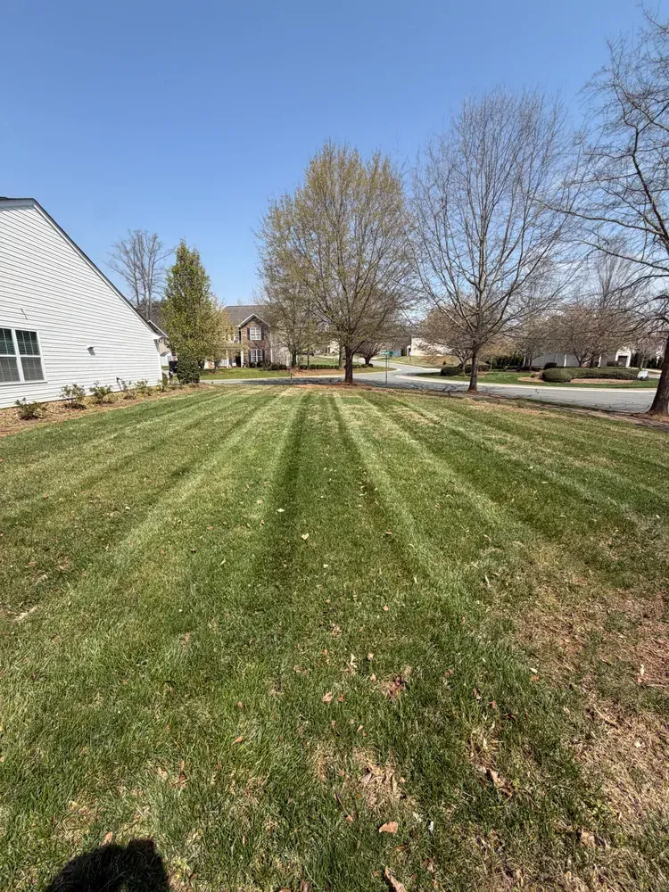 Grassy suburban yard with leafless trees, a white house, and a clear blue sky