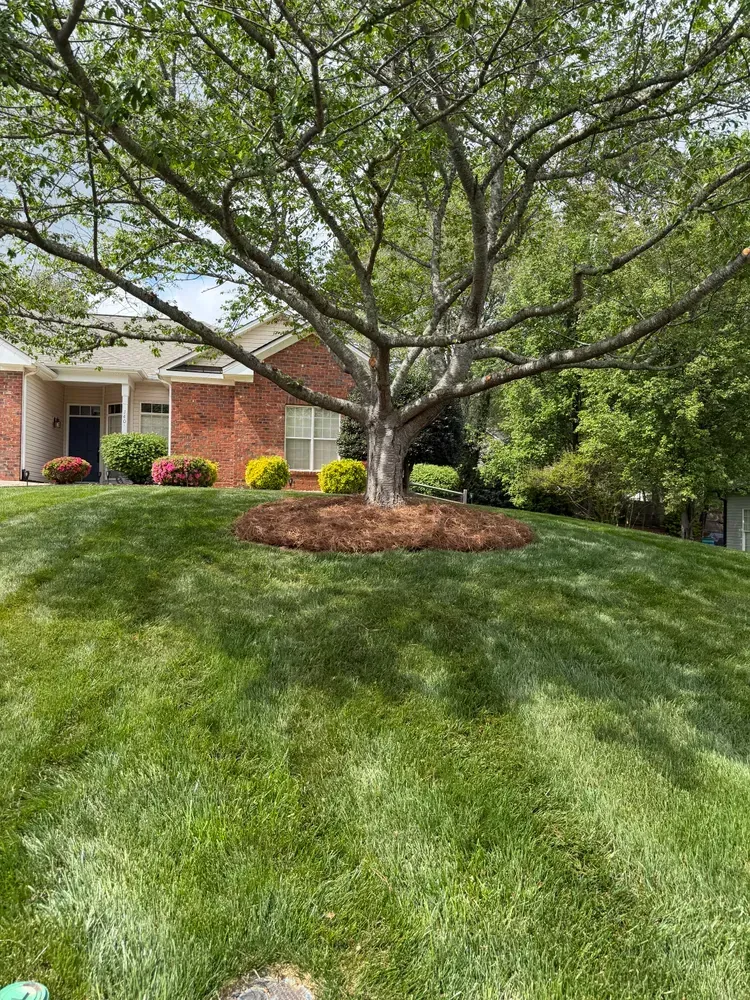 Large tree on a green front lawn beside a brick house with shrubs and a driveway