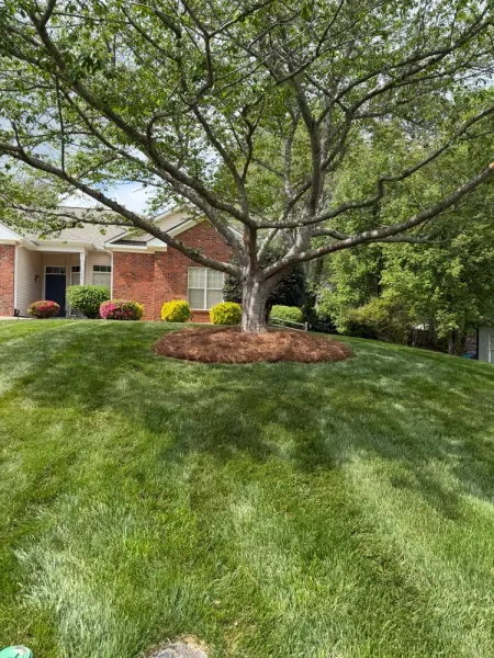 Large tree on a green front lawn beside a brick house with shrubs and a driveway