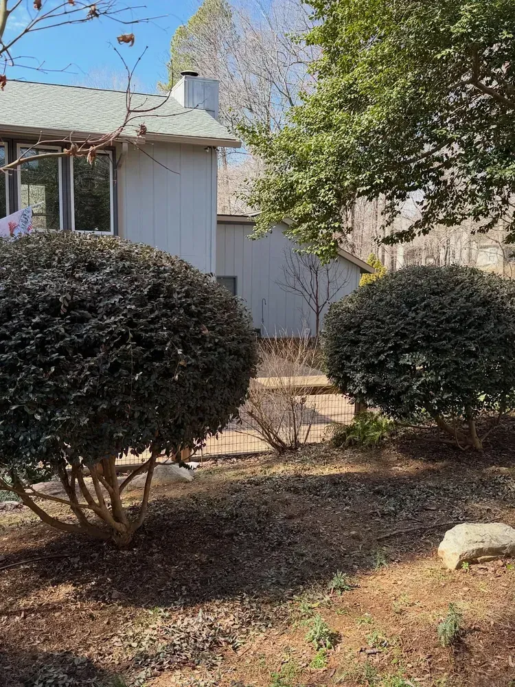 Backyard with two round shrubs, a small tree, and a house in the background