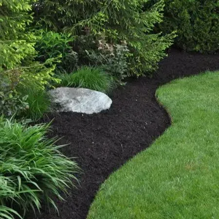 Landscaped garden bed with black mulch, green shrubs, and a large gray rock beside a lawn