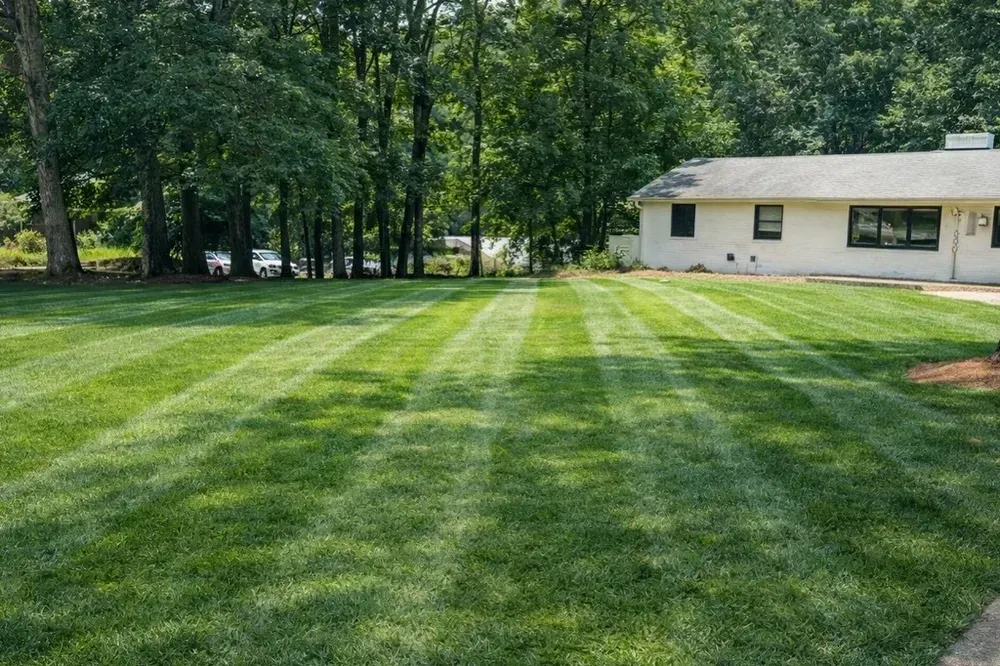Freshly mowed green lawn with striped grass beside a white house and trees