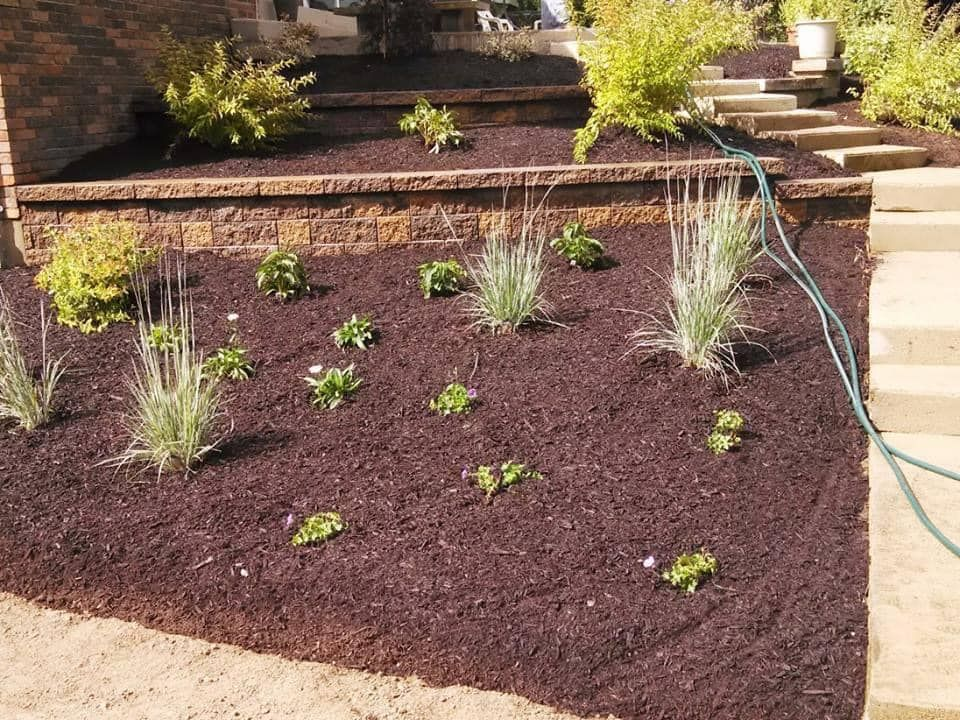 Freshly mulched garden bed with small plants and stepping stones beside a house
