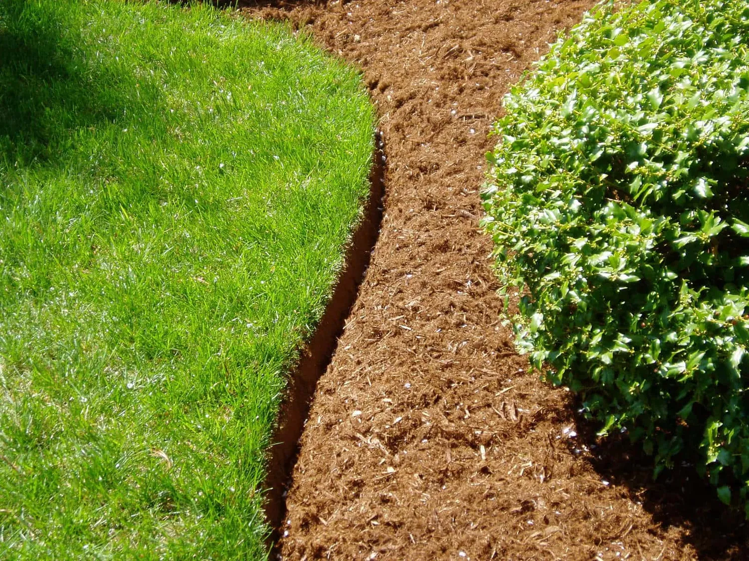 Curved brown mulch path between green grass and a round shrub in a garden