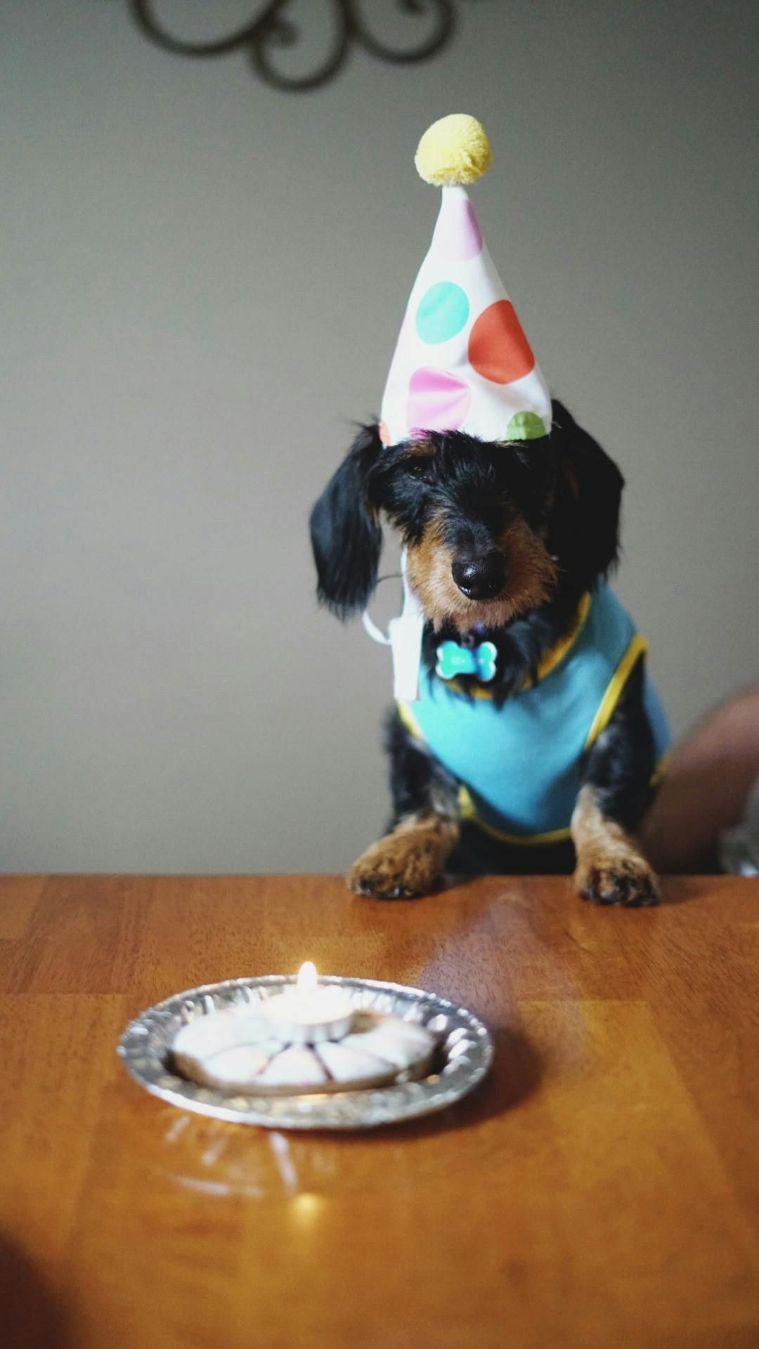 Dachshund in party hat and blue shirt sits at table in front of birthday treat with candle.
