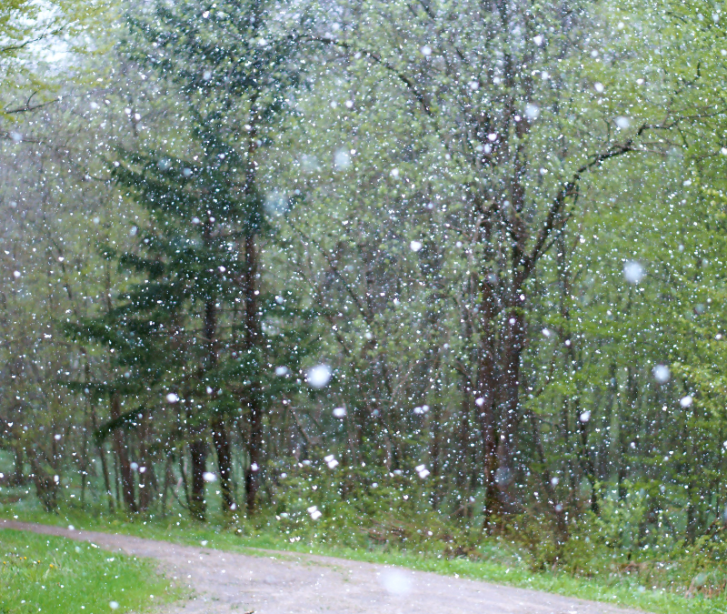 Snow is falling in the woods on a dirt road