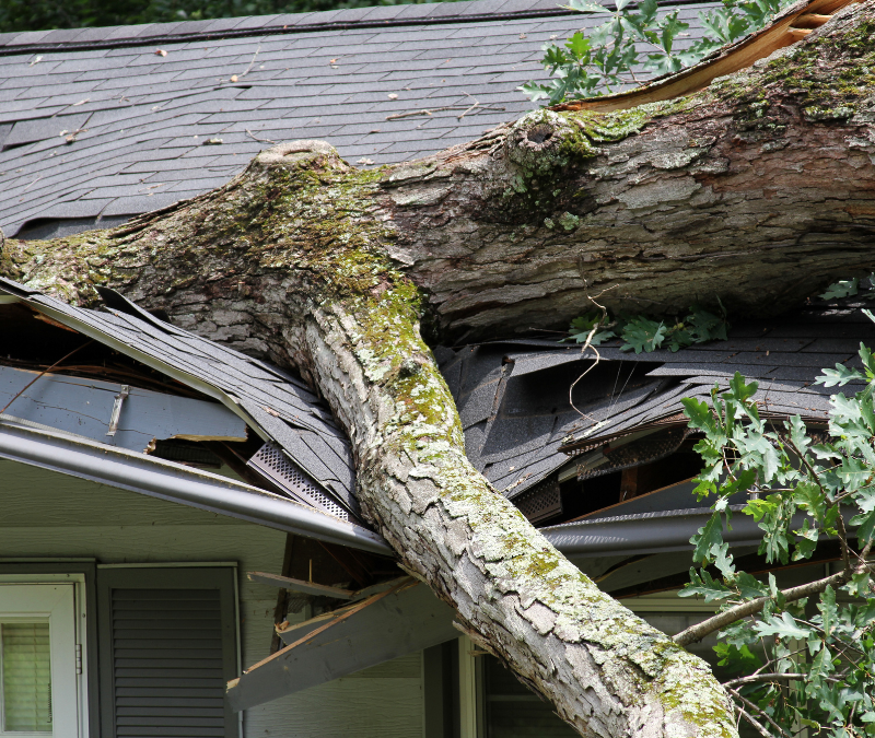 A tree has fallen on the roof of a house.