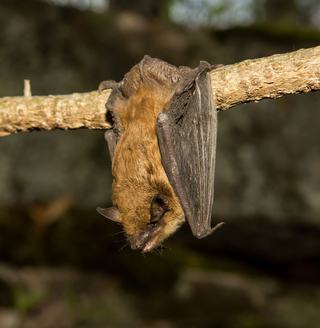 Pest Control Des Moines, IA Bats and Bugs Pest Solutions