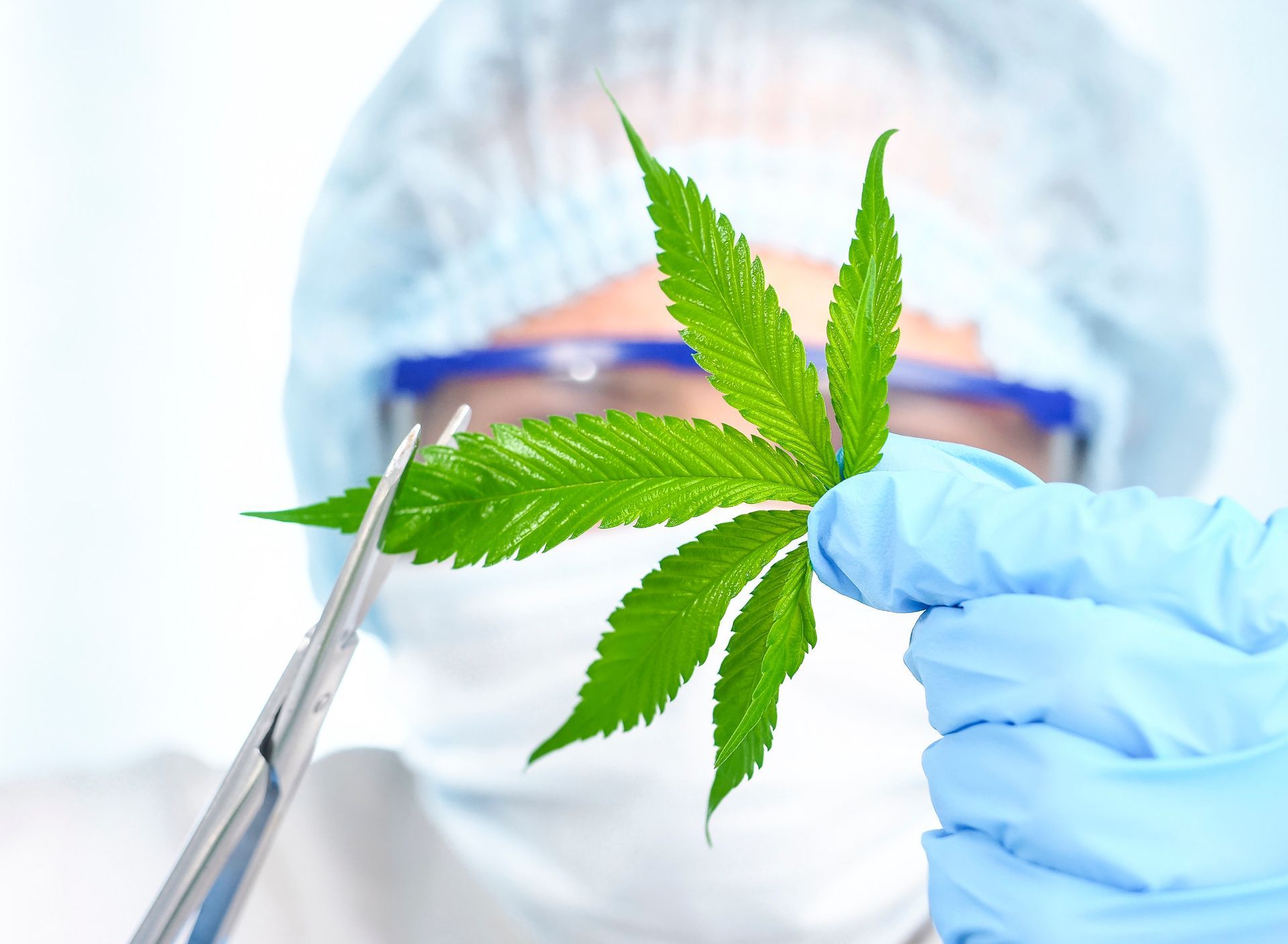 Scientist in lab coat, gloves, and goggles trims a marijuana leaf with scissors.