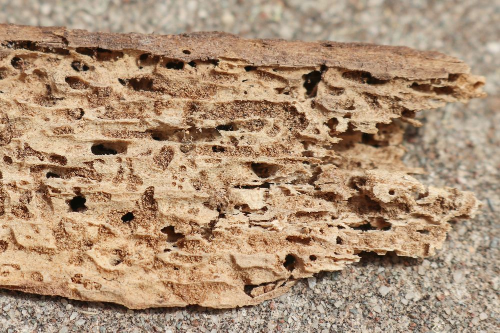 Termite-damaged Wood, Showing Tunnels and Holes Throughout the Structure — Pioneer Pest Mackay In Glenella, QLD