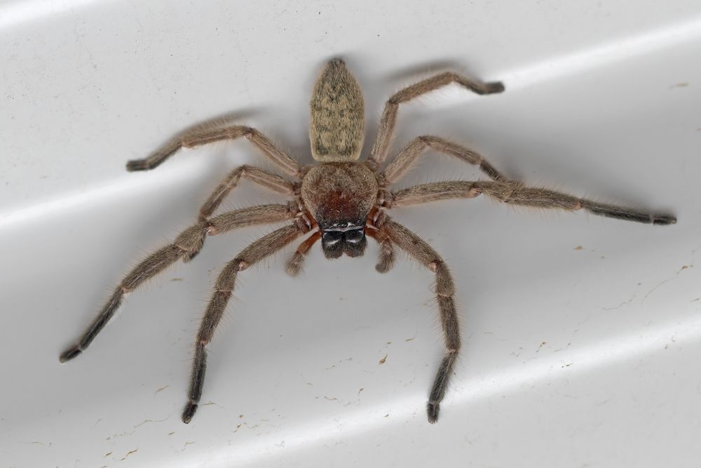 A Close Up of a Spider on a White Surface — Pioneer Pest Mackay In Glenella, QLD