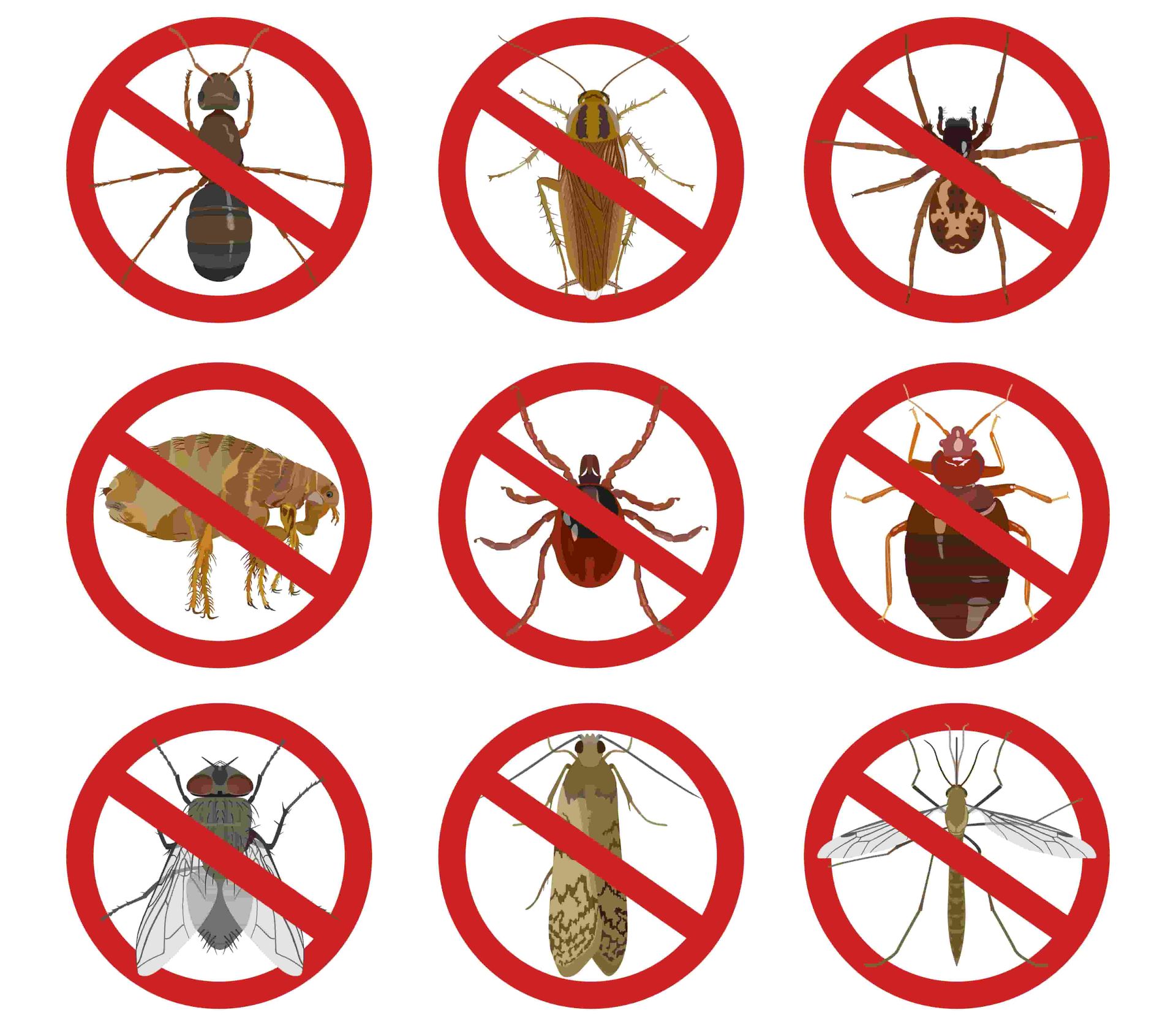 A Set of No Bugs Signs on a White Background — Pioneer Pest Mackay In Glenella, QLD