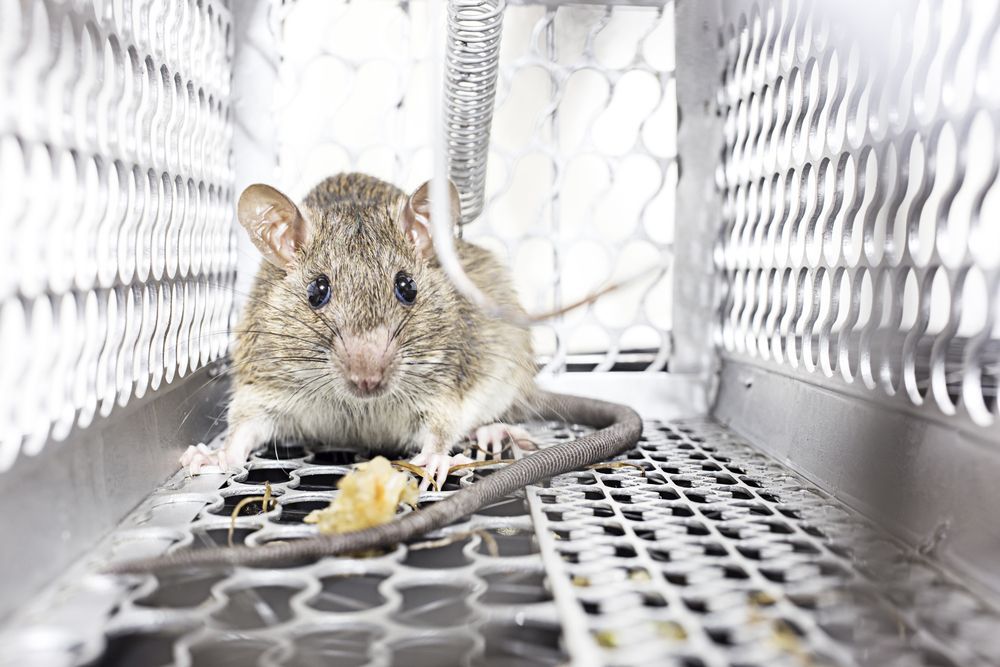A Mouse is Sitting in a Cage With a Piece of Food — Pioneer Pest Mackay In Glenella, QLD