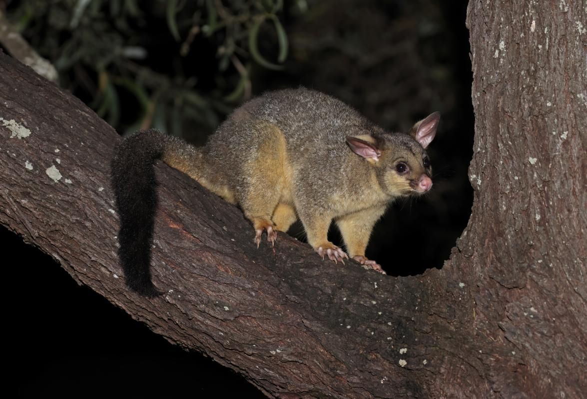 A Possum is Sitting on a Tree Branch at Night — Pioneer Pest Mackay In Glenella, QLD