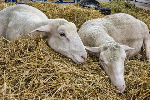 Two sheep resting and lying on straw bedding