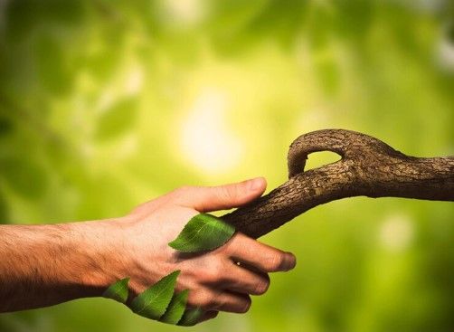 Un homme serre la main d'une branche d'arbre avec des feuilles dessus.