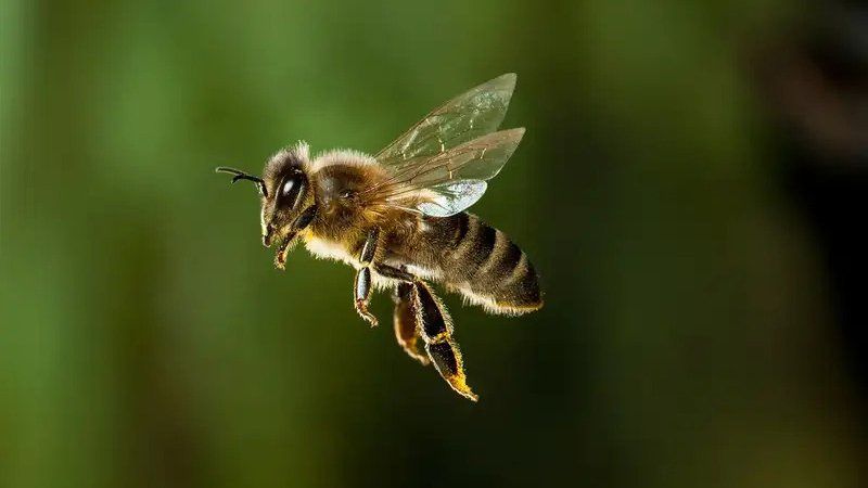 Bee Nest Treatments & Removals
