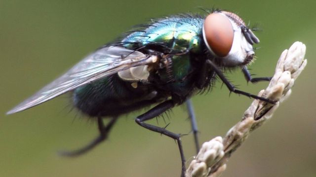 Fruit Fly  Pestmaster