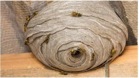 Wasp Nest Removal & Treatments Derby