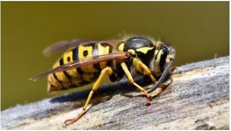 Wasp Nest Removal & Treatments Derby