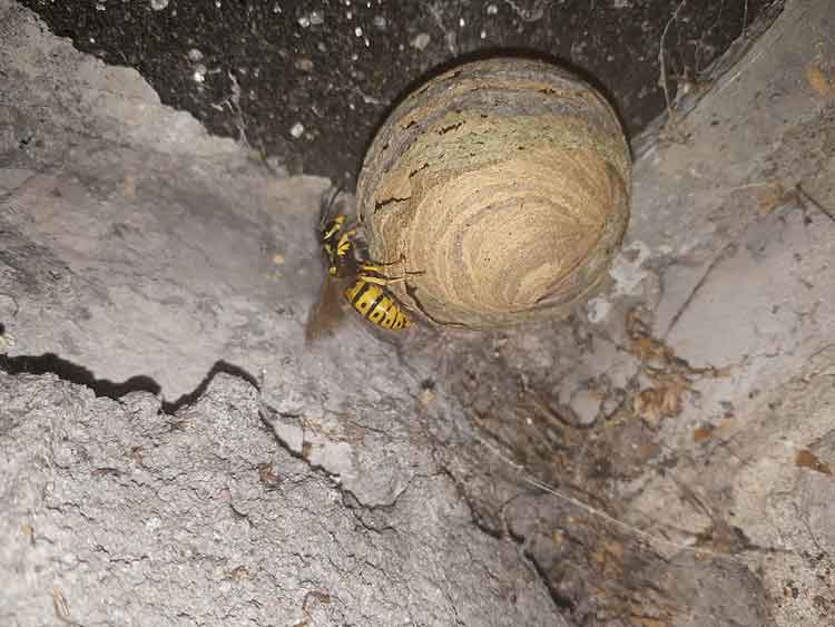 Wasp Nest