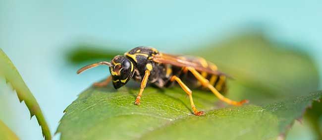 Fruit Fly  Pestmaster