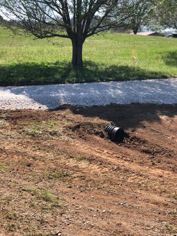 A tree is in the middle of a field next to a dirt road.