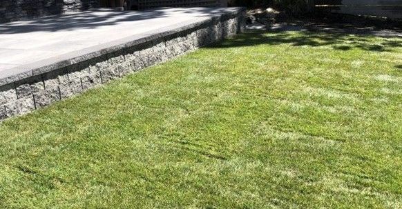 sod lawn in a back yard