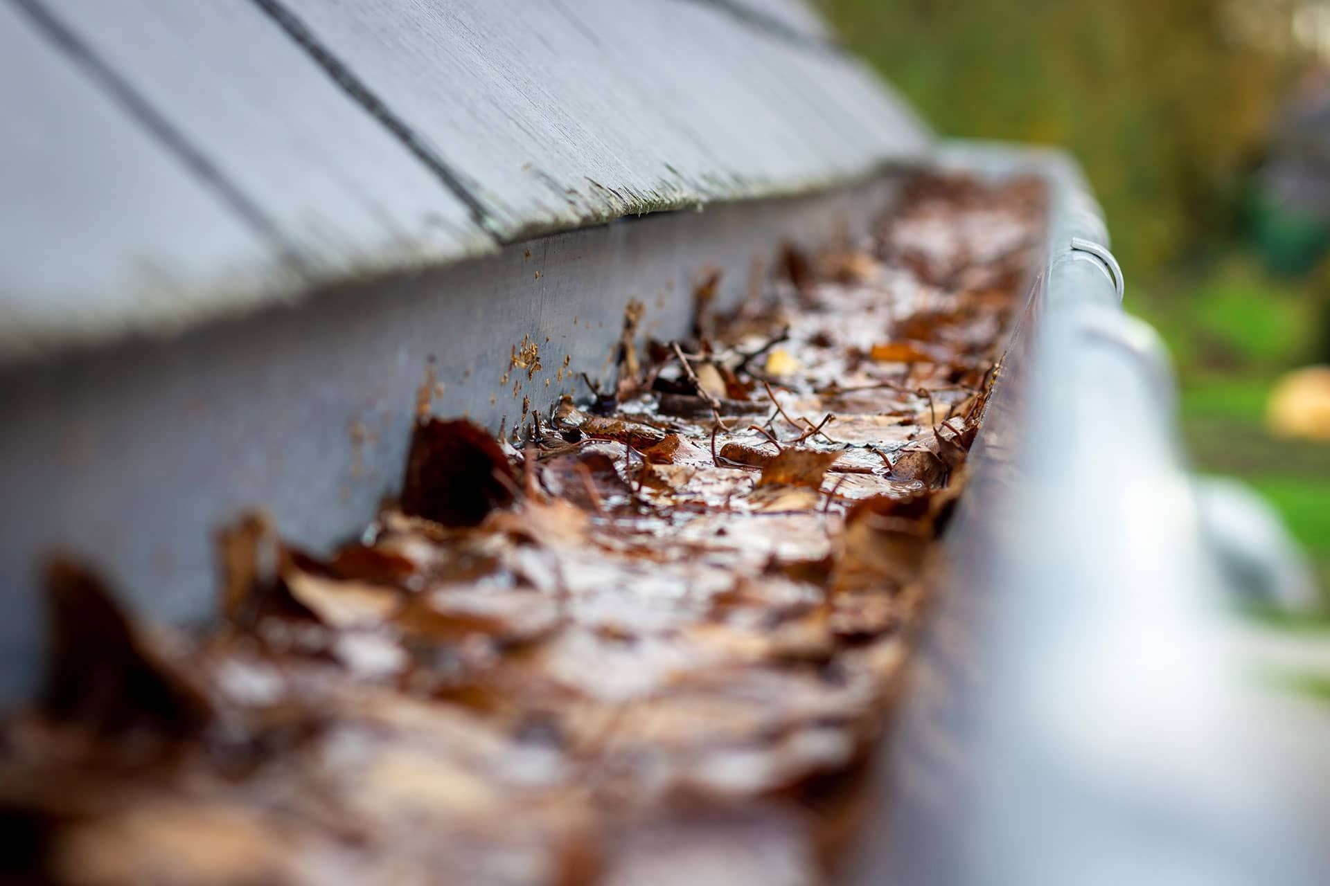 Gutter filled with brown leaves, sitting beneath a gray roof.