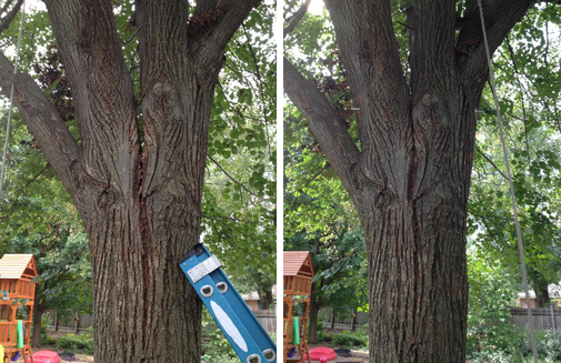 Cabling - Dayton, OH - Marlow Tree Company