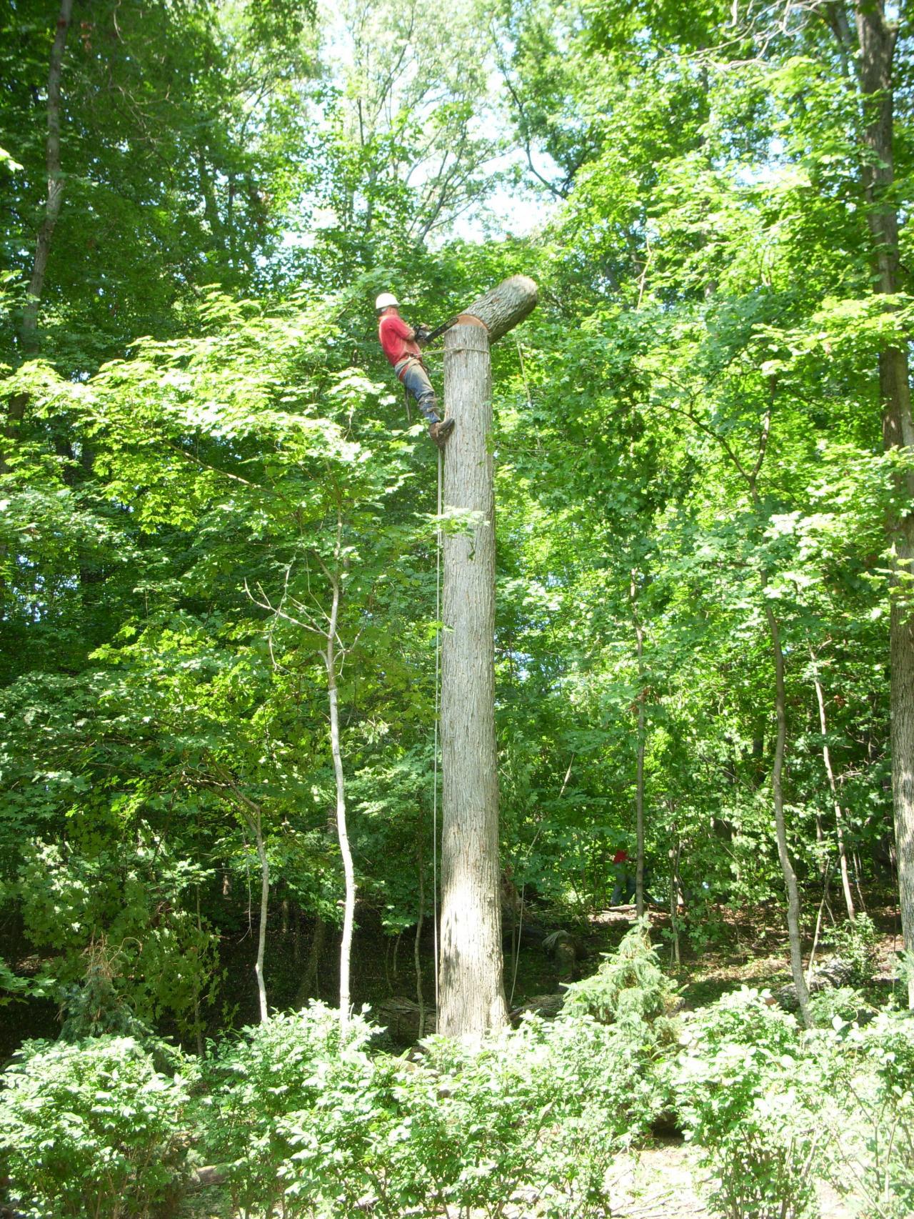 Worker Cutting The Tree Trunk Using Chainsaw - Dayton, OH - Marlow Tree Company