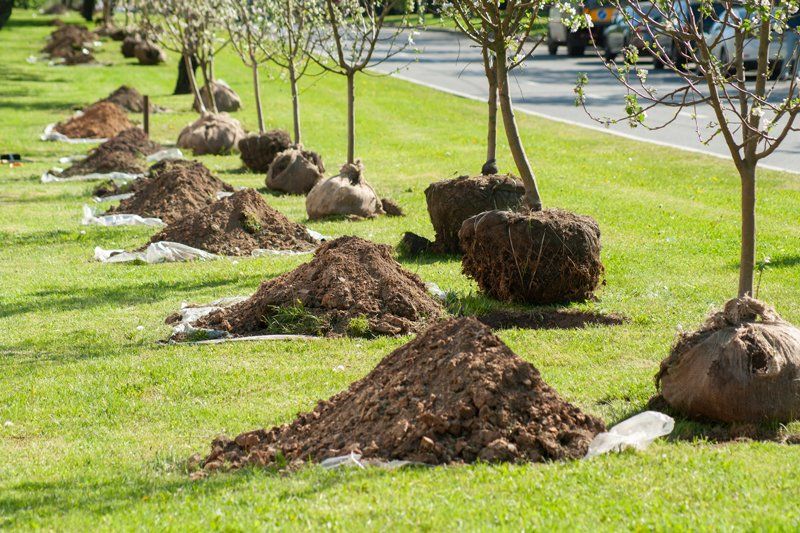 Planting Trees - Dayton, OH - Marlow Tree Company