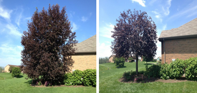 Pruning - Dayton, OH - Marlow Tree Company