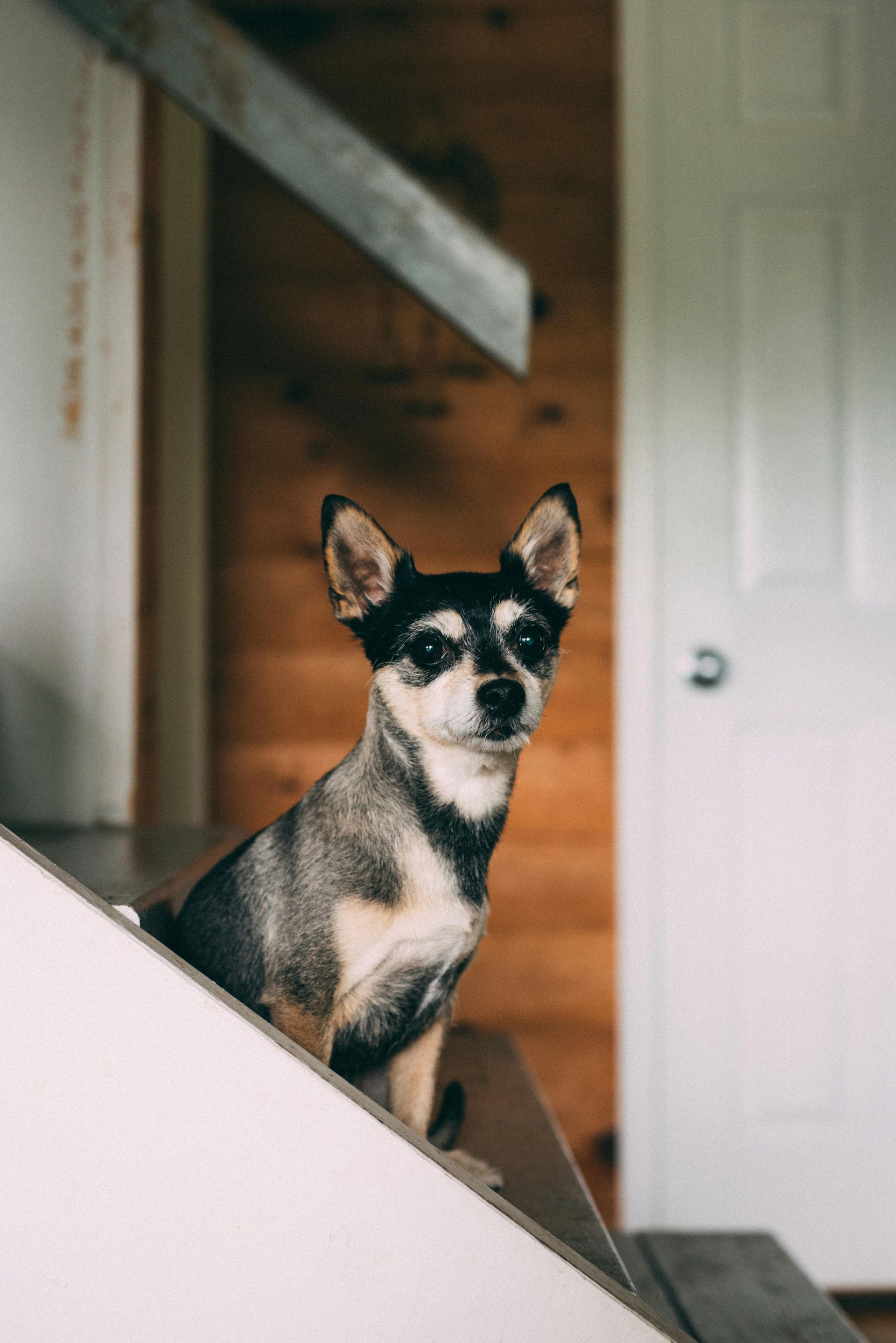 Small dog with black, tan, and white markings sits on stairs, looking forward.